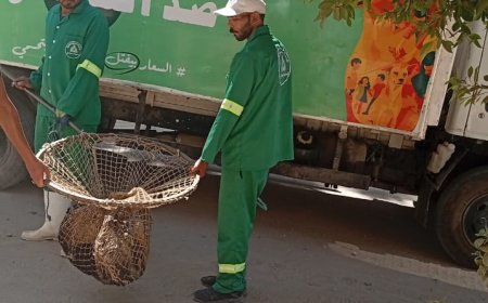 حملة مكثفة لمواجهة الكلاب الضالة بمنطقة توريل في شرق المنصورة 