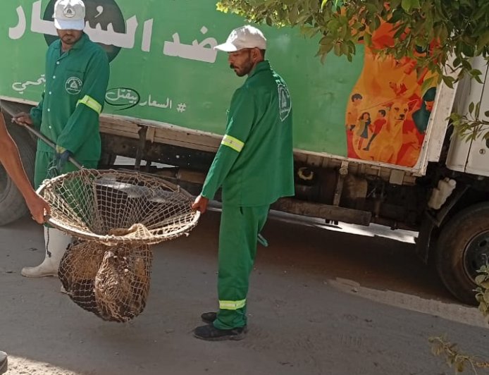 حملة مكثفة لمواجهة الكلاب الضالة بمنطقة توريل في شرق المنصورة 