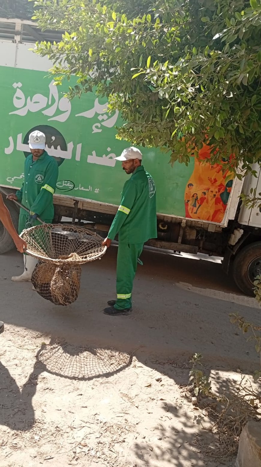 حملة مكثفة لمواجهة الكلاب الضالة بمنطقة توريل في شرق المنصورة 