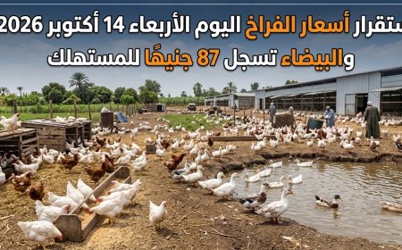 استقرار أسعار الفراخ اليوم الأربعاء 14 أكتوبر 2026.. والبيضاء تسجل 87 جنيهًا للمستهلك