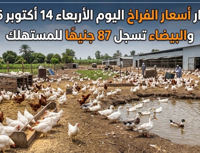 استقرار أسعار الفراخ اليوم الأربعاء 14 أكتوبر 2026.. والبيضاء تسجل 87 جنيهًا للمستهلك
