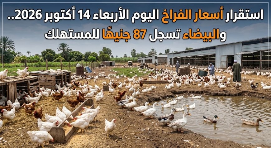 استقرار أسعار الفراخ اليوم الأربعاء 14 أكتوبر 2026.. والبيضاء تسجل 87 جنيهًا للمستهلك